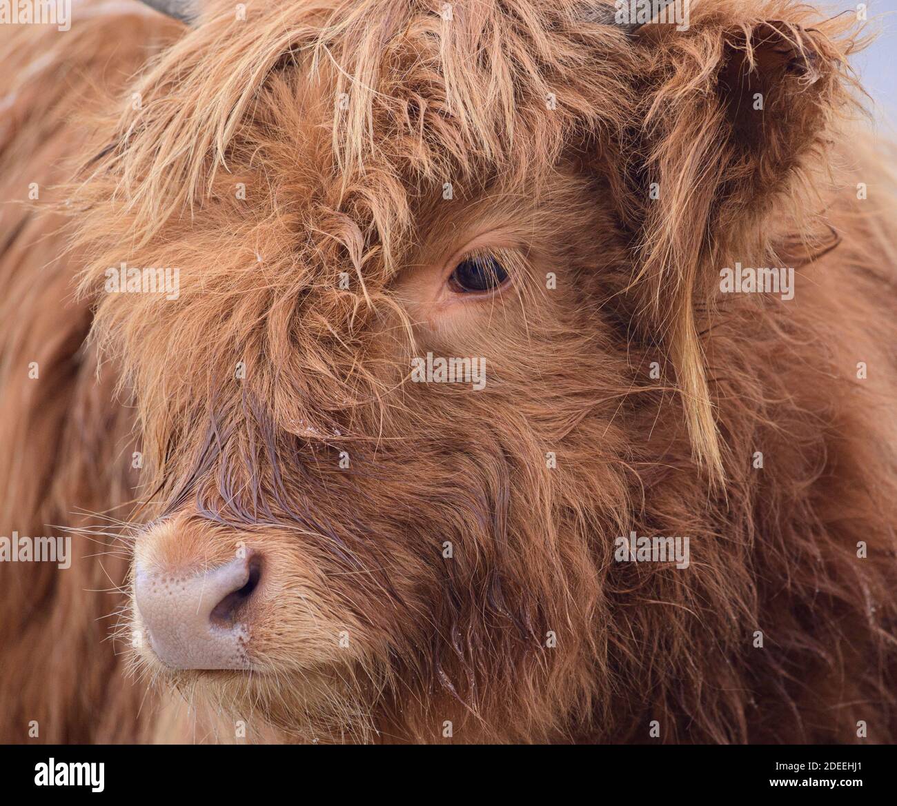 Portrait d'un Bull écossais des Highlands Banque D'Images