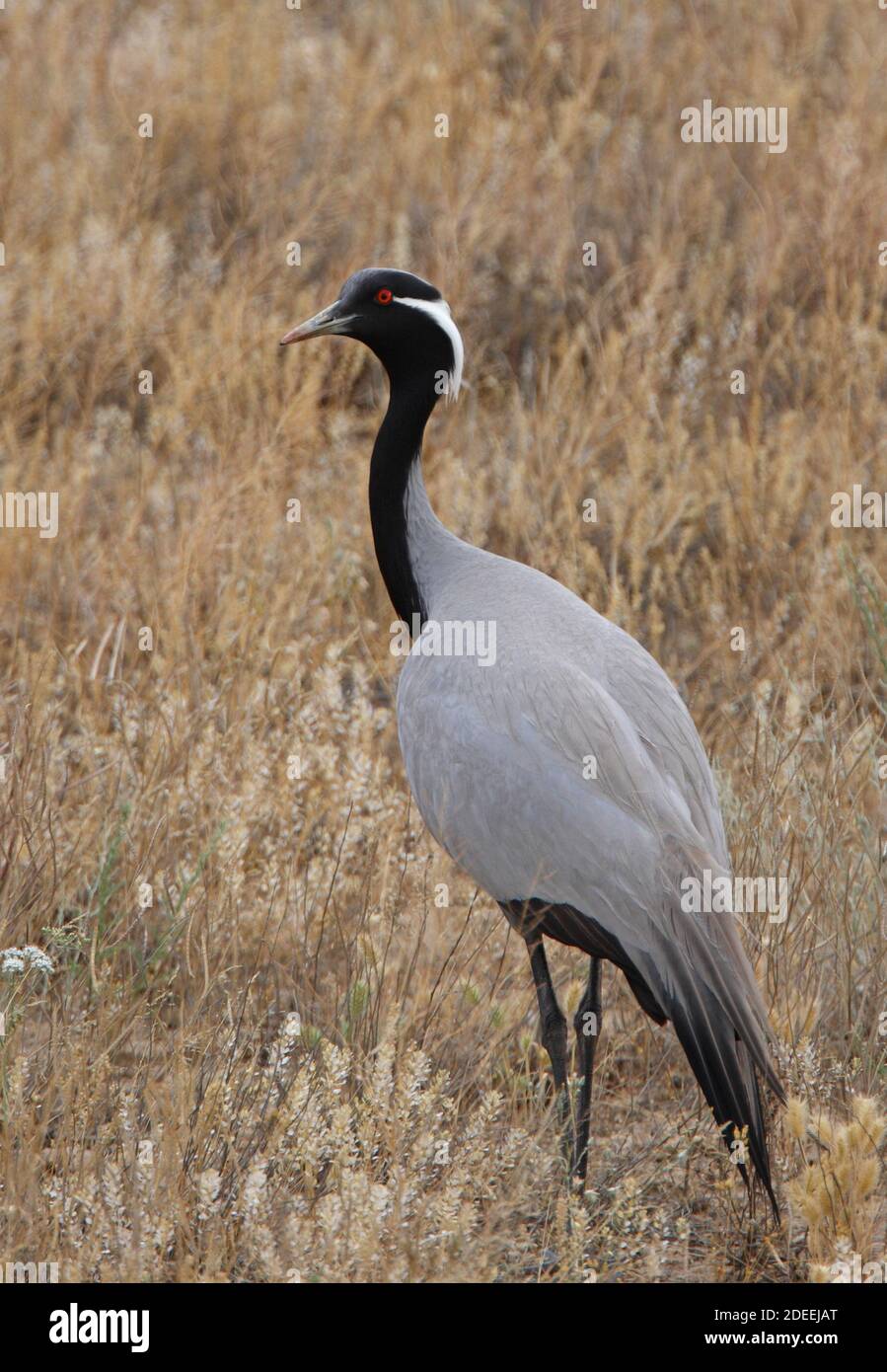 Grue Demoiselle (Grus virgo) adulte sur terre dans le désert de Taukum, Kazakhstan Juin Banque D'Images