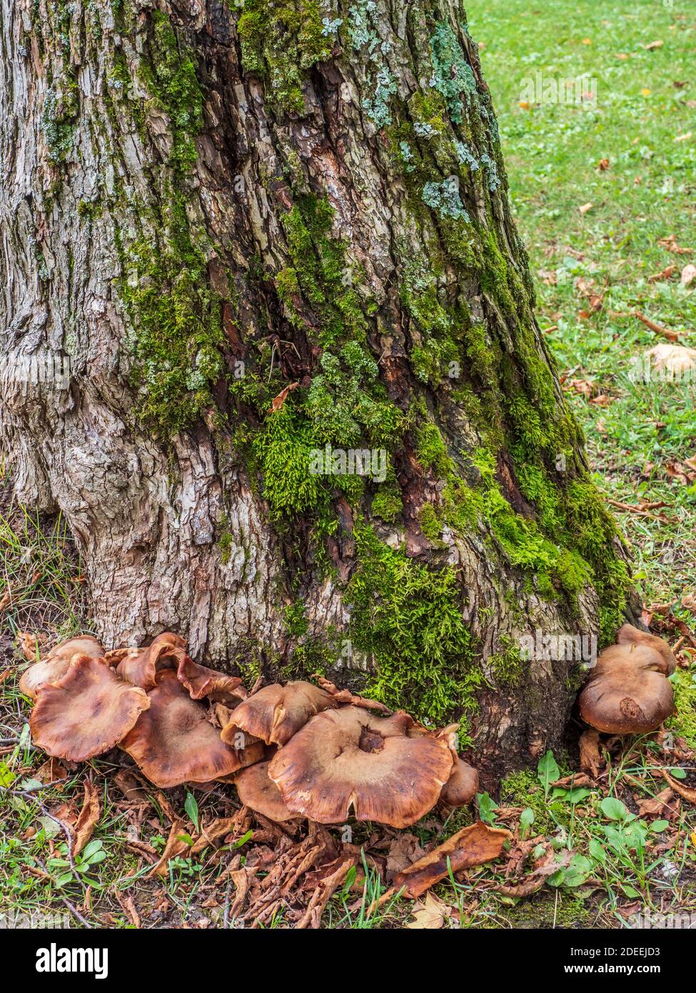 Champignons poussant à la base d'un arbre, fort Holmes, parc national de l'île Mackinac, île Mackinac, Michigan. Banque D'Images