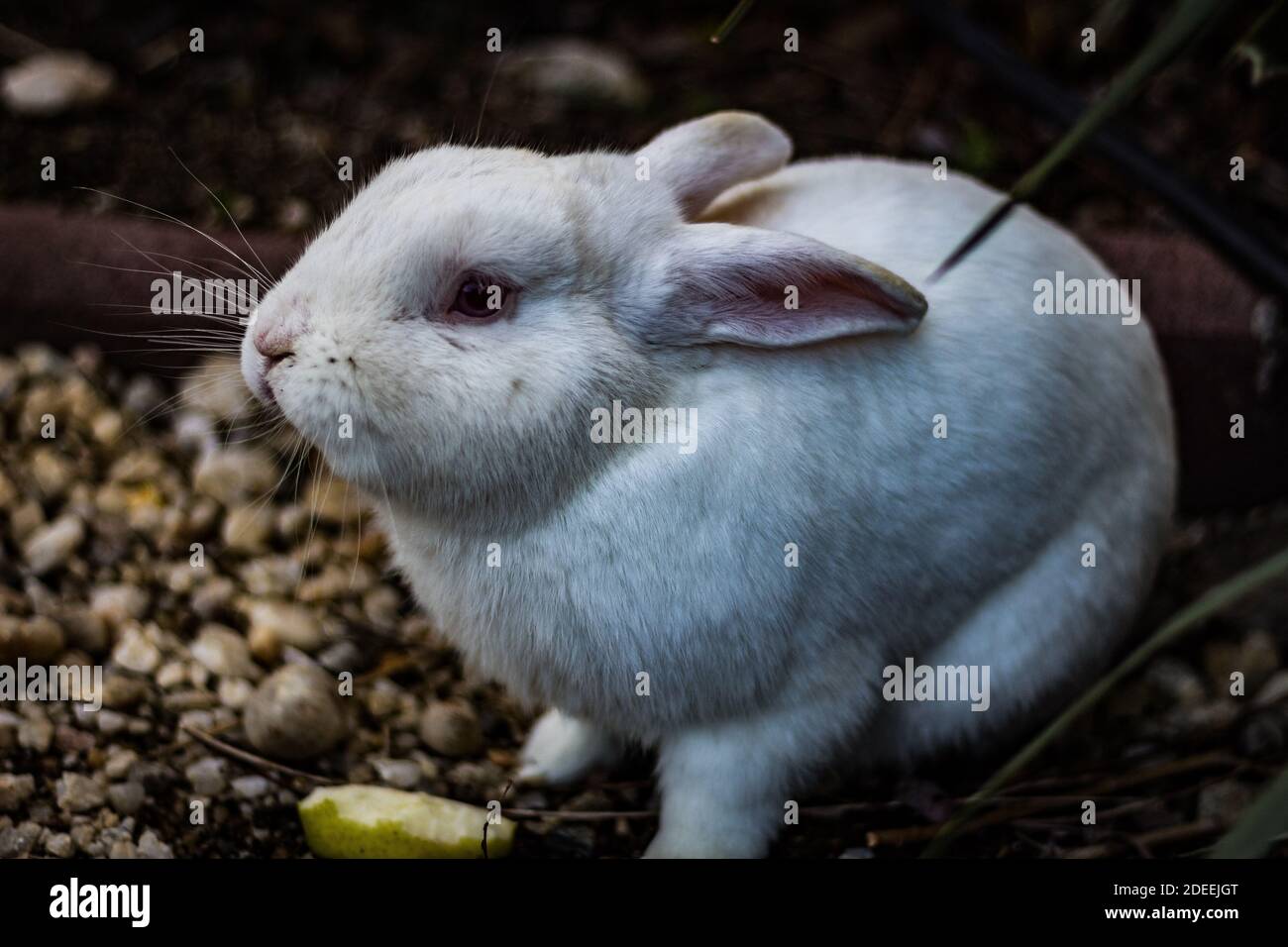 Lapin au zoo Banque D'Images