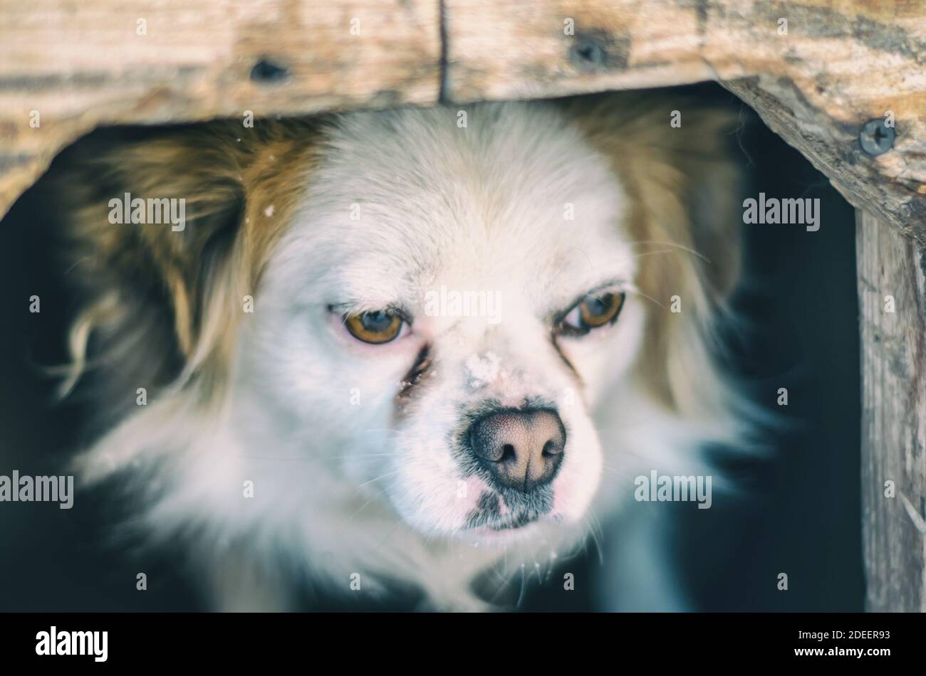 Portrait de chien domestique solitaire libre Banque D'Images