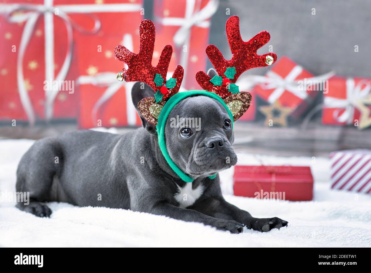 Jeune chien de taureaux français bleu habillé de bois de renne Serre-tête et noeud sur le fond de Noël festif Banque D'Images
