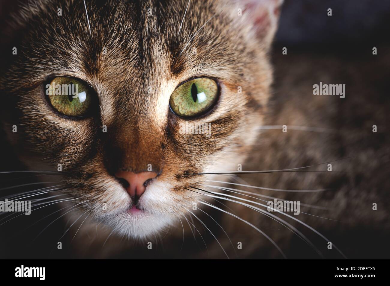 Chaton avec de beaux yeux. Portrait en gros plan d'un chaton aux yeux verts. Banque D'Images
