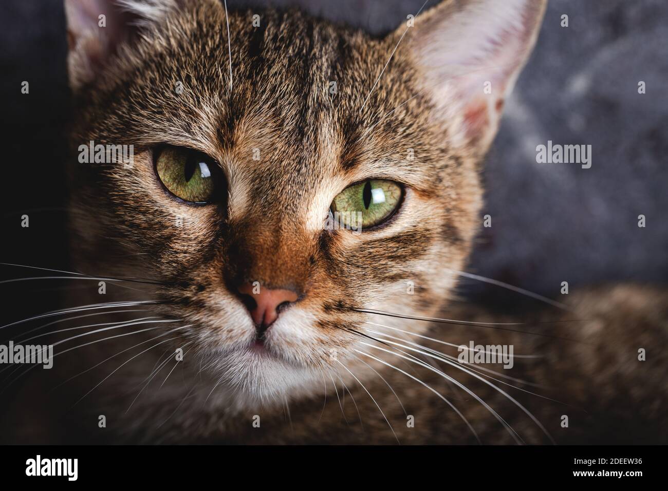 Chaton avec de beaux yeux. Portrait en gros plan d'un chaton aux yeux verts. Banque D'Images