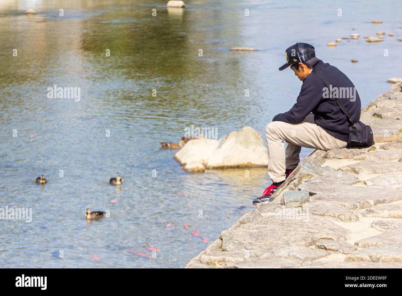 Un Japonais regarde les canards dans une rivière de Takayama, au Japon Banque D'Images