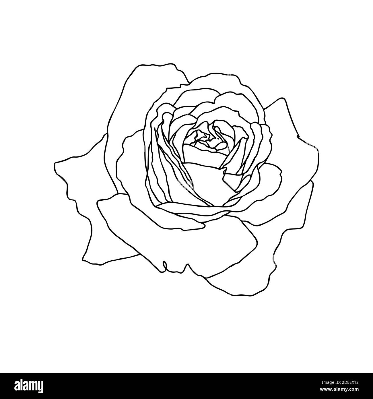 Un dessin de ligne de fleur de rose isolé sur fond blanc. Esquisse dessinée à la main, illustration vectorielle. Élément décoratif pour tatouage, carte de voeux, invitation de mariage, livre de coloriage Illustration de Vecteur