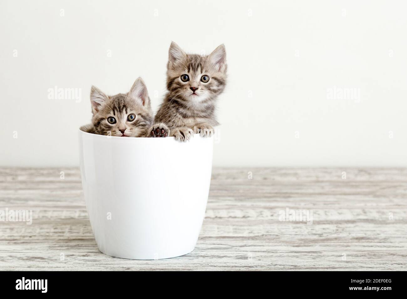 Deux chatons gris tabby assis dans un pot de fleurs blanches. Portrait de deux adorables chatons molletonnés avec espace de copie. Beaux chats sur fond blanc Banque D'Images