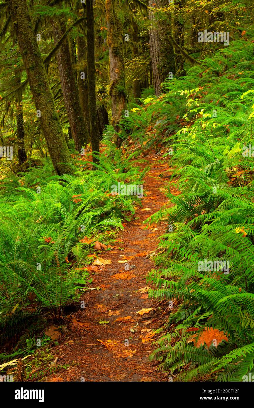 Lewis River Trail, forêt nationale Gifford Pinchot, Washington Banque D'Images