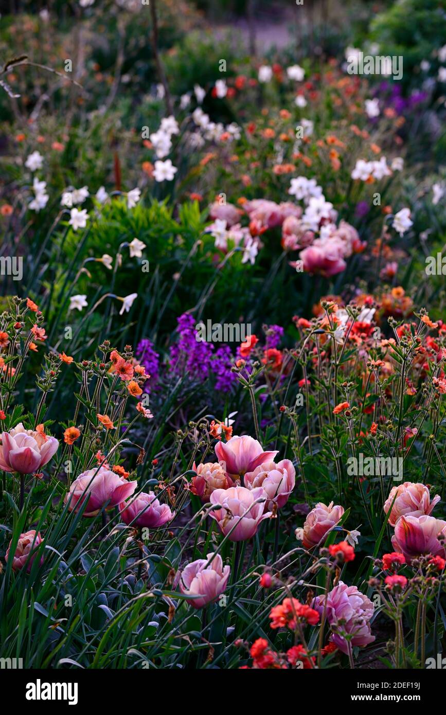 Geum totalement tangerine,Lunaria annua,violet honnêteté,rose crémeux double tulipe,tulipes,tulipa,mélange,mixte,combinaison,lit,bordure,jardins,mixte plantation sch Banque D'Images