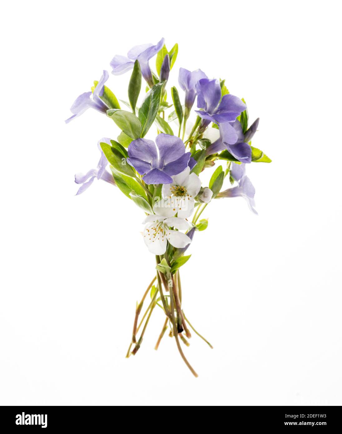 Bouquet de periwinkles violet vif sur fond blanc. Banque D'Images