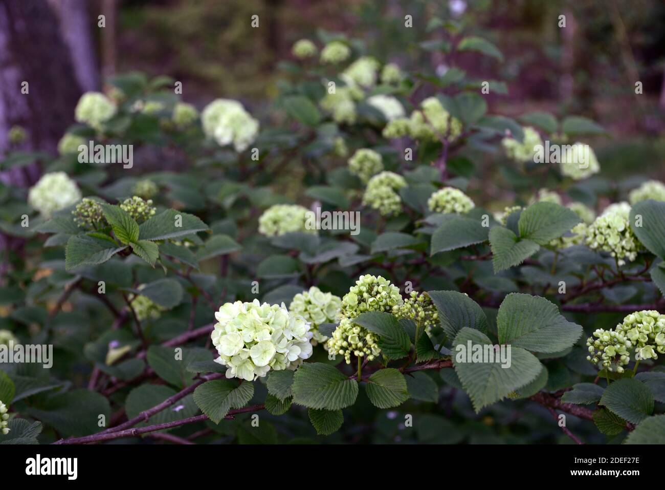 Fleurs,fleurs,panicules,panicule,Hydrangea,RM Floral,ombragé,fleurs blanches,jardin,ombragé,bois,bois,bois,feuillage,ombre Banque D'Images