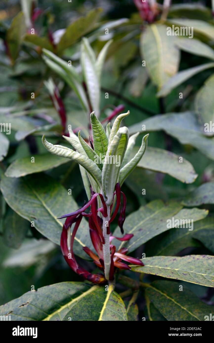 Schefflera,nouvelle croissance,feuilles,feuillage,scheffleras,bois,jardins boisés,RM Floral Banque D'Images