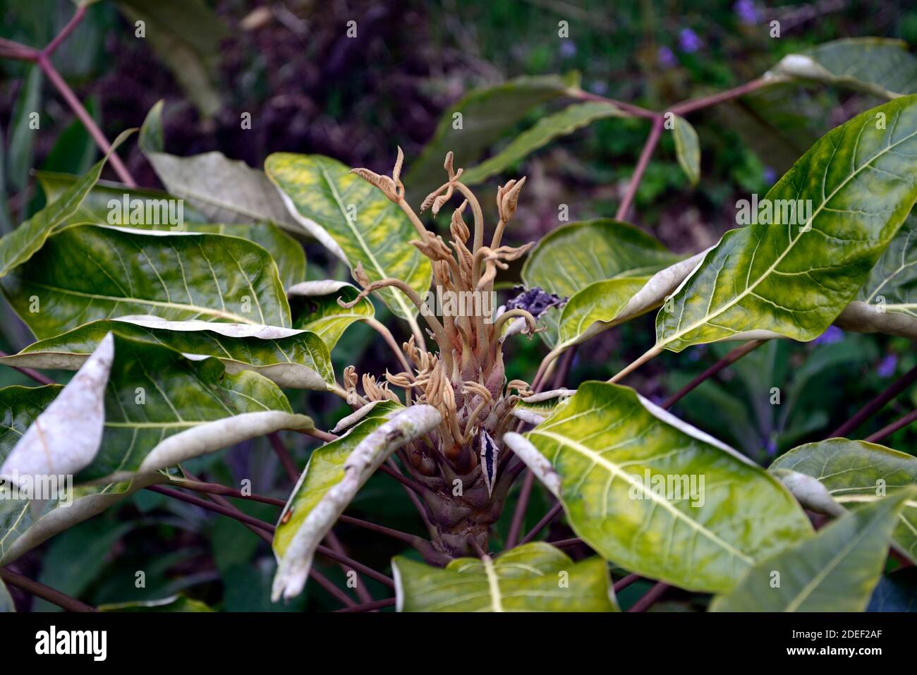 Schefflera,nouvelle croissance,feuilles,feuillage,scheffleras,bois,jardins boisés,RM Floral Banque D'Images