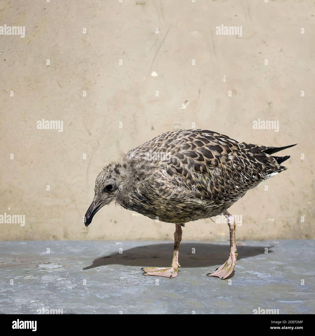 mouettes bébé oiseau tombé du nid Banque D'Images