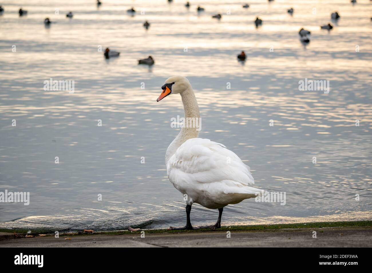 Un cygne muet en plumes de nettoyage à côté de l'eau au coucher du soleil. Cygnus olor. Arrière-plans d'oiseaux aquatiques de troupeau. La beauté dans la nature. Lausanne, Suisse. Banque D'Images