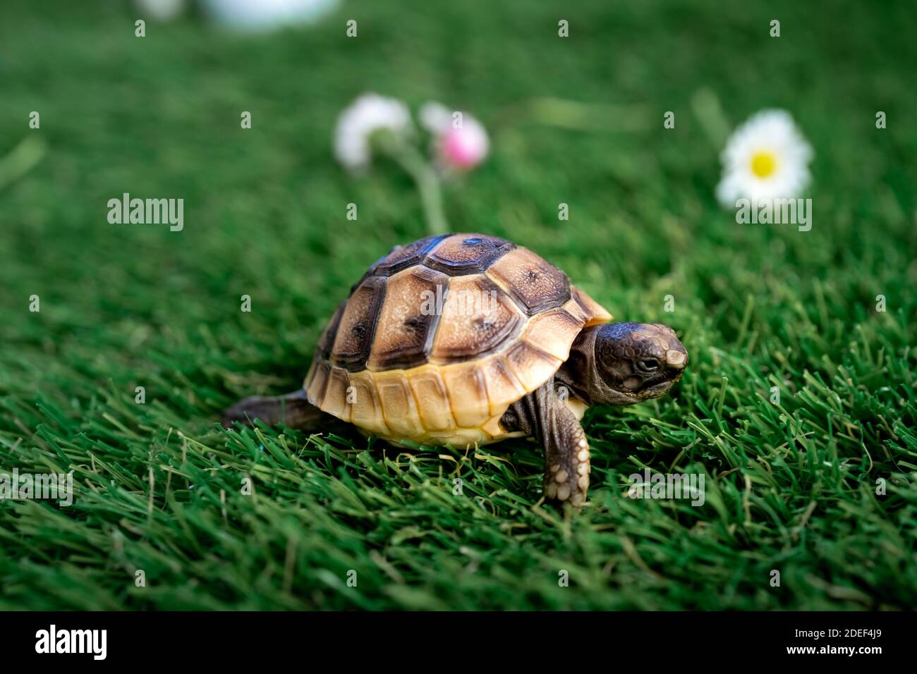 Gros Plan D Une Jeune Tortue Hermann Isolee Sur Une Herbe Synthetique A Fleur De Paquerette Macro Mise Au Point Selective Espace Pour Le Texte Photo Stock Alamy