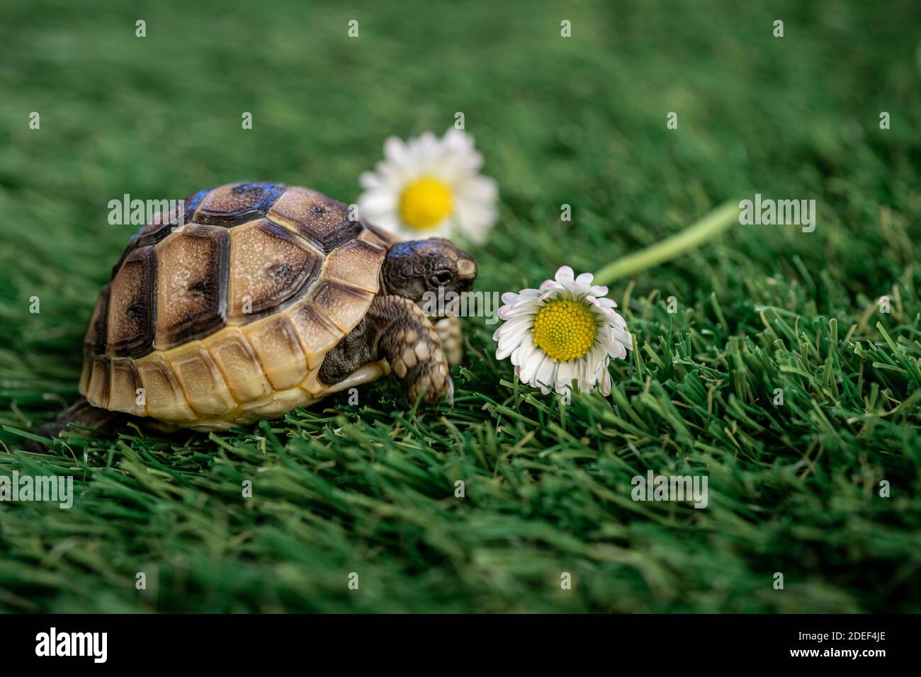 Gros plan d'une jeune tortue hermann isolée sur une herbe synthétique à fleur de pâquerette - macro, mise au point sélective, espace pour le texte Banque D'Images