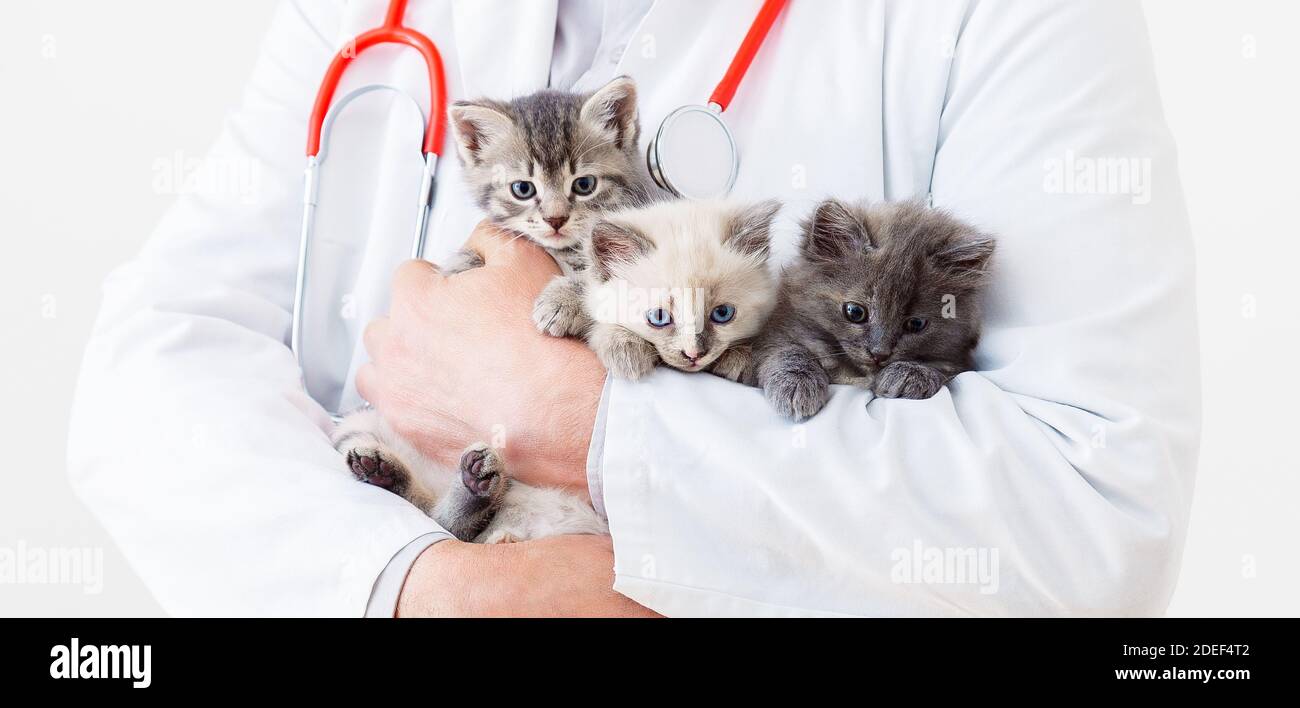 Chat chaton dans les mains du docteur Vet. Vétérinaire Docteur avec stéthoscope tenant 3 trois chatons de différentes races en clinique vétérinaire. Médecine vétérinaire Banque D'Images