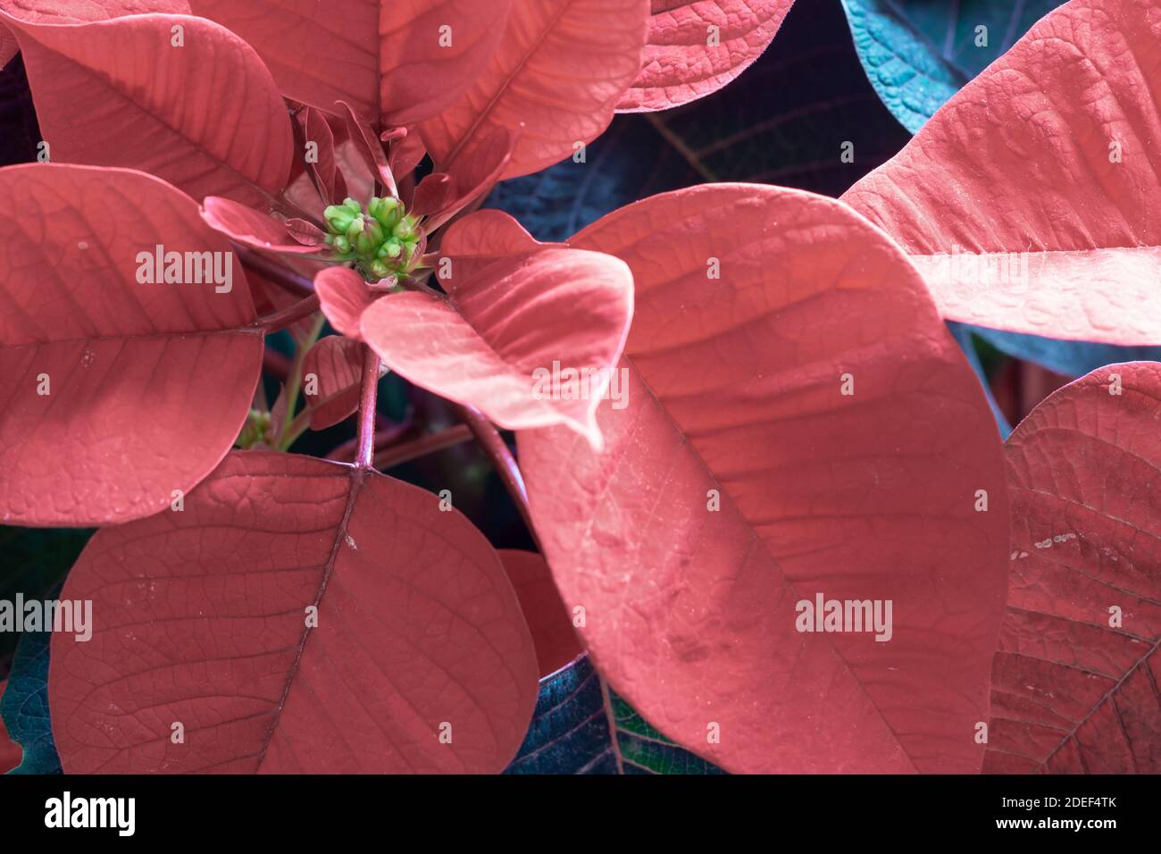 Red Christmas Poinsettia plante, arrière-plan de vacances Banque D'Images