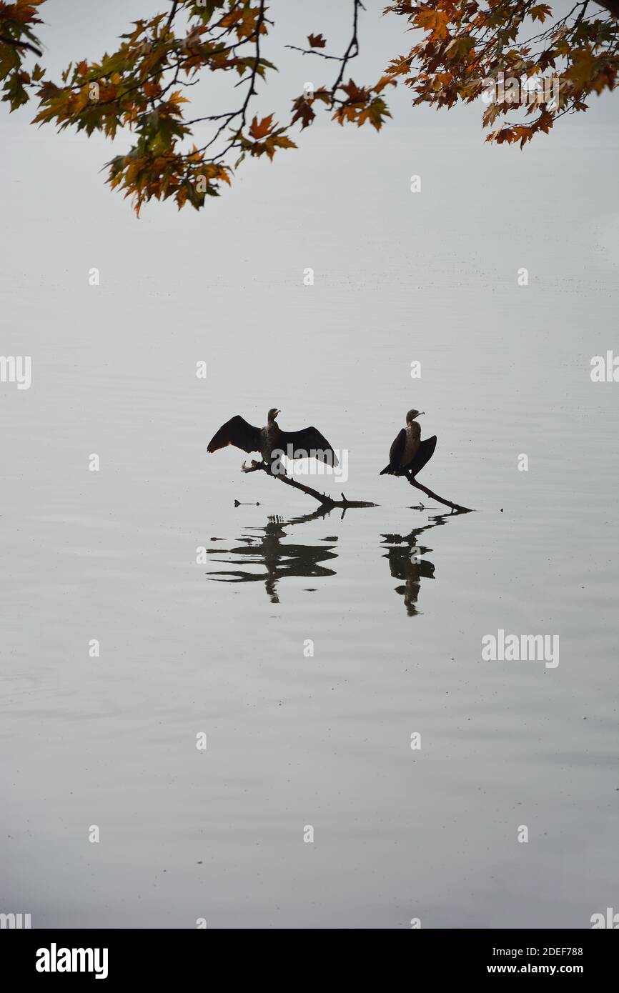 Cormorans dessèchant ses ailes dans les eaux calmes du lac Banque D'Images