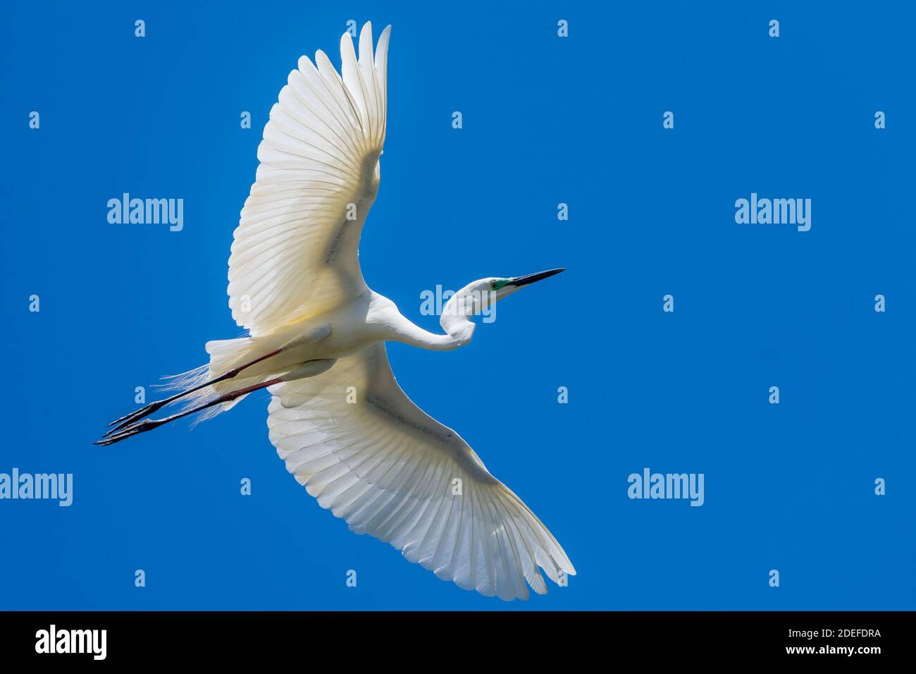 Grand aigreet de l'est (Ardea pumida) volant à travers le ciel bleu Banque D'Images