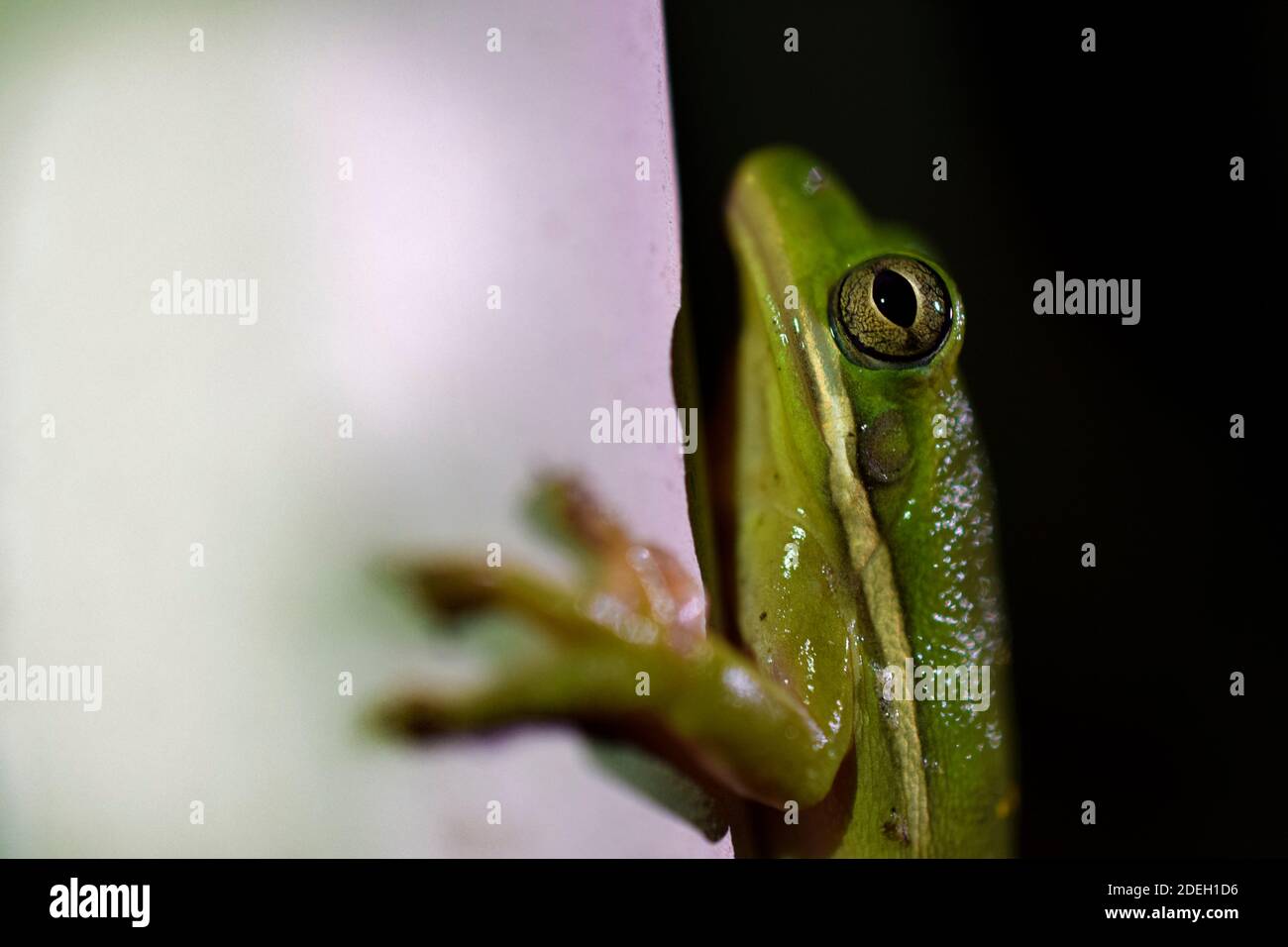 Une grenouille verte accrochée pour la vie sur un poteau blanc Banque D'Images