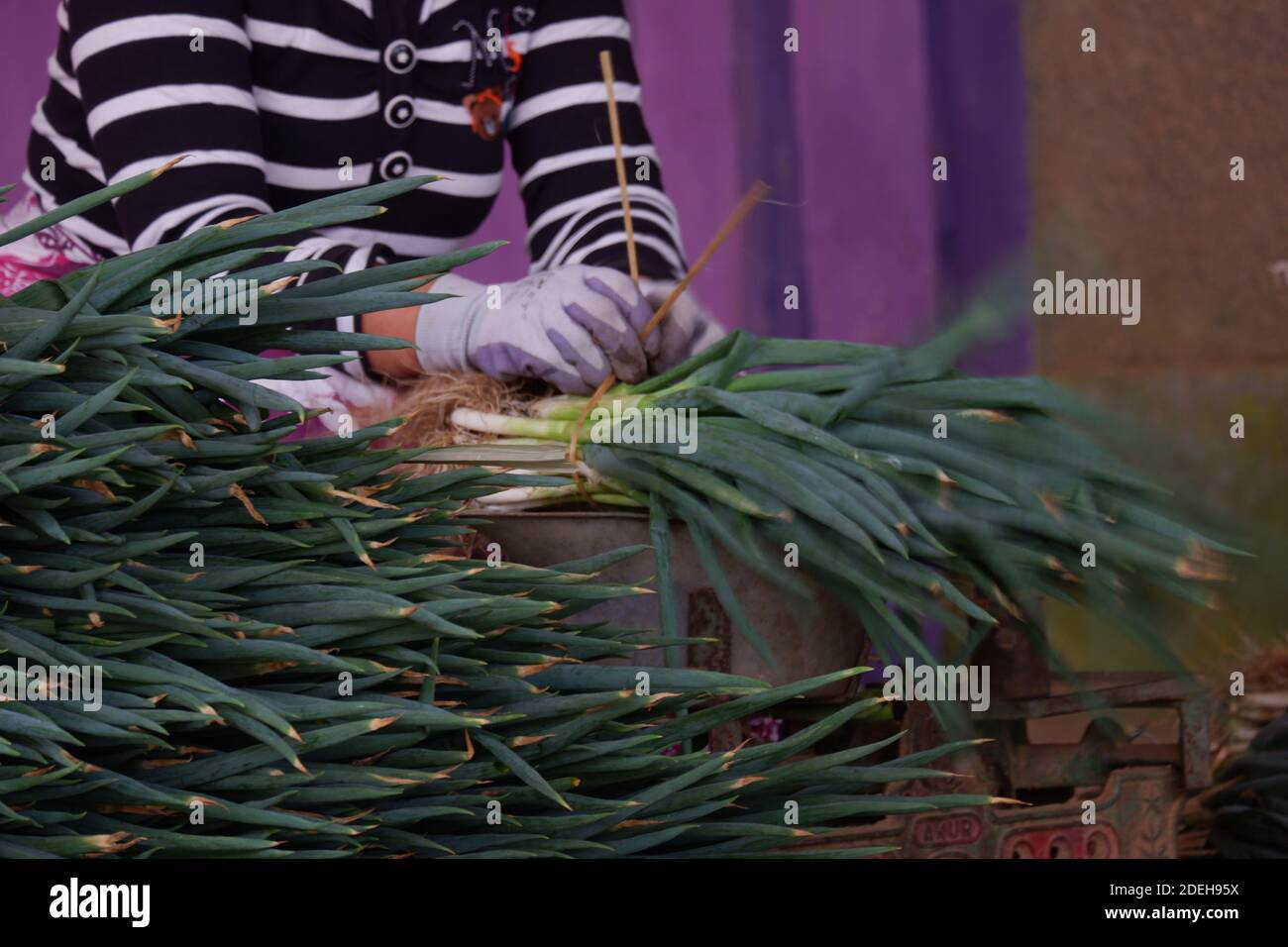 La main d'une femme agriculteur qui lie les feuilles d'Allium fistulosum. L'oignon gallois, également appelé oignon de groupage, oignon long vert, oignon japonais de groupage Banque D'Images