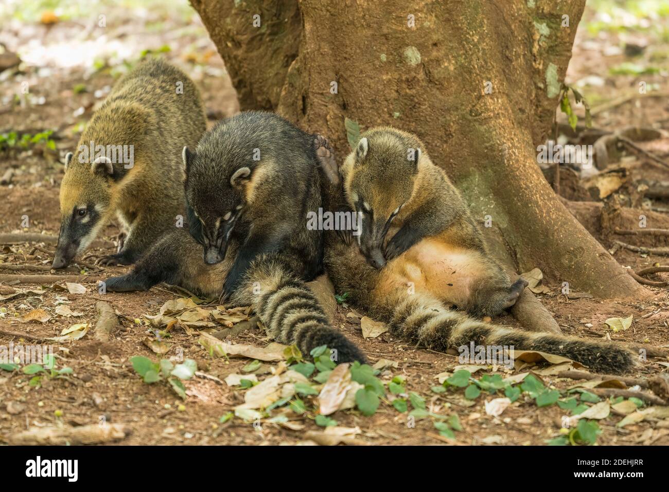 Le Coati sud-américain ou Coati à queue d'anneau, Nasua nasua, dans le parc national d'Iguazu, en Argentine, un centre du patrimoine mondial de l'UNESCO. L'Amérique du Sud Banque D'Images