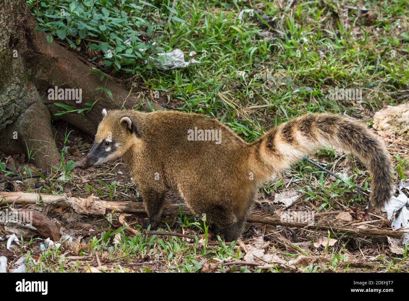 Le Coati sud-américain ou Coati à queue d'anneau, Nasua nasua, dans le parc national d'Iguazu, en Argentine, un centre du patrimoine mondial de l'UNESCO. L'Amérique du Sud Banque D'Images