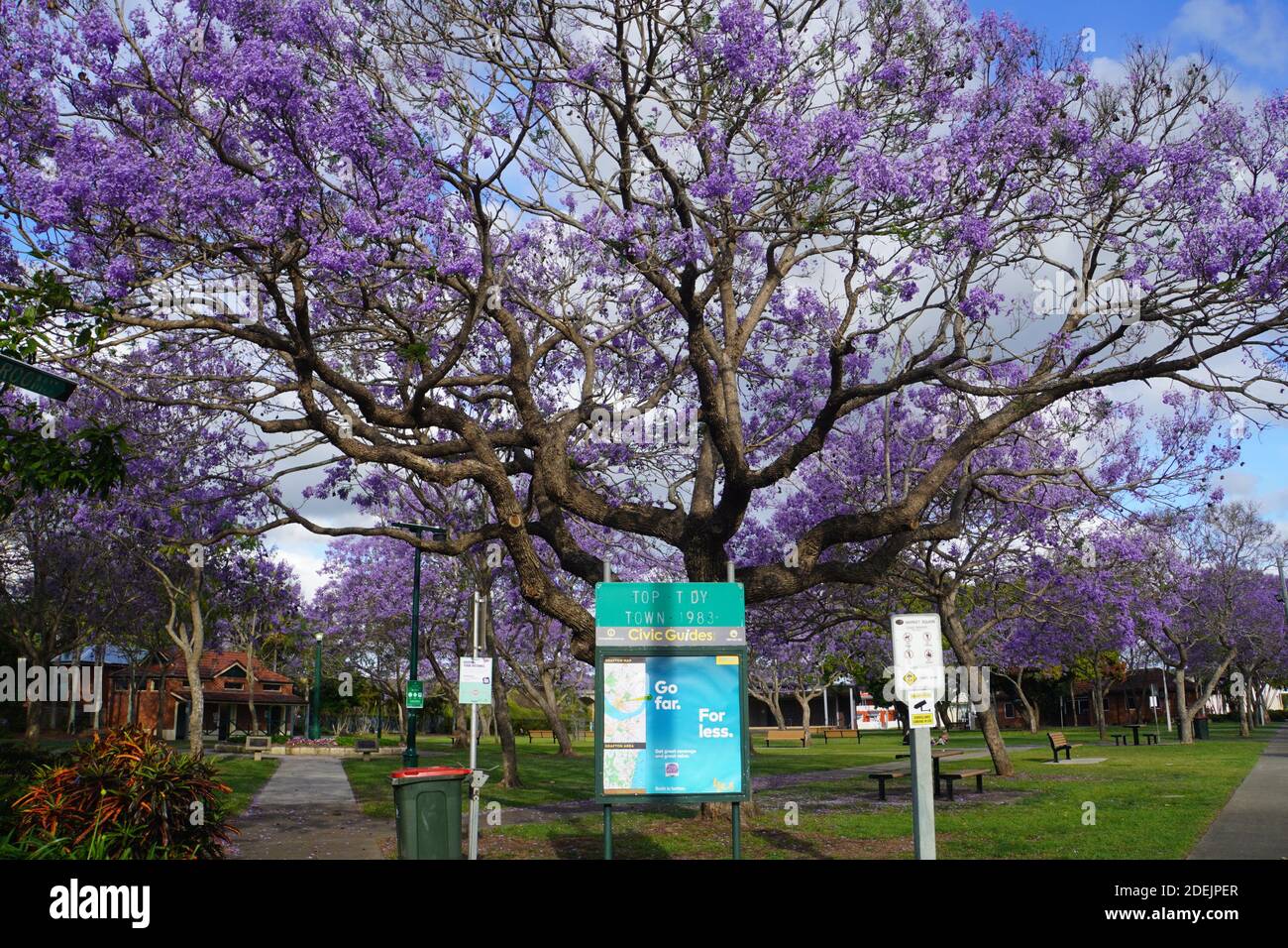 Jacarandas en fleur Banque de photographies et d’images à haute