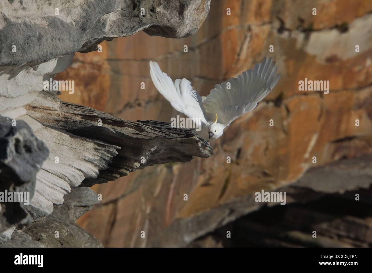 Cockatoo à partir d'un bord de falaise Banque D'Images