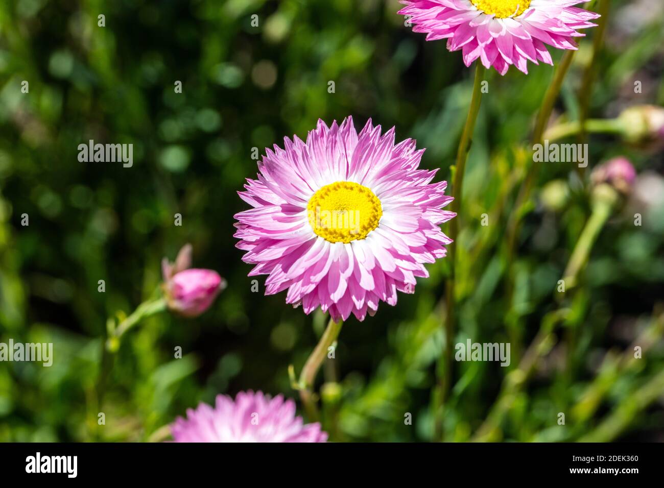 Rose et blanc, éternelle (Roseneternell geometrina Rhodanthe) Banque D'Images