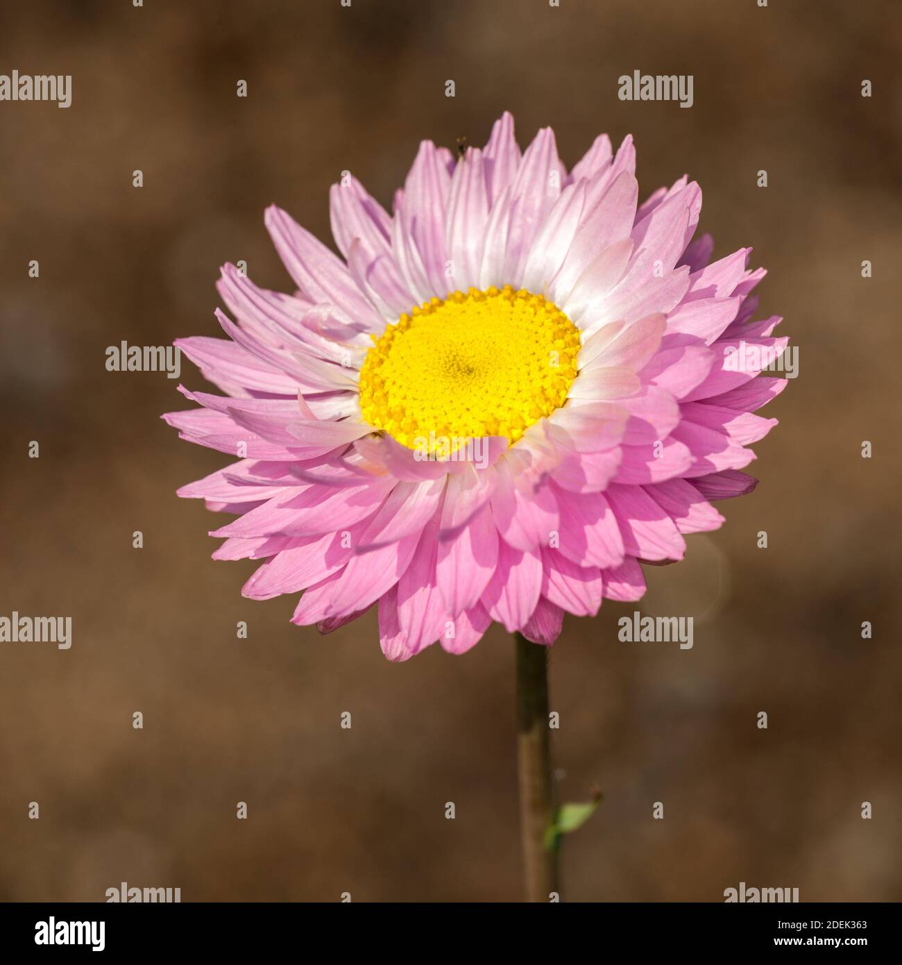 Rose et blanc, éternelle (Roseneternell geometrina Rhodanthe) Banque D'Images