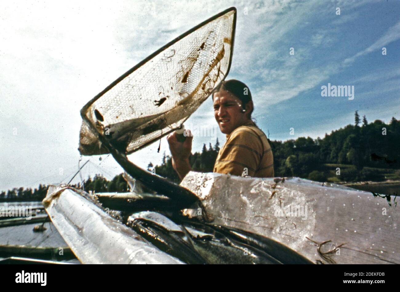 'Photo des années 1970 (1973) - Terry Bigford retire le saumon frais tué du bassin de refroidissement du site aquacole de Domsea, Manchester' Banque D'Images