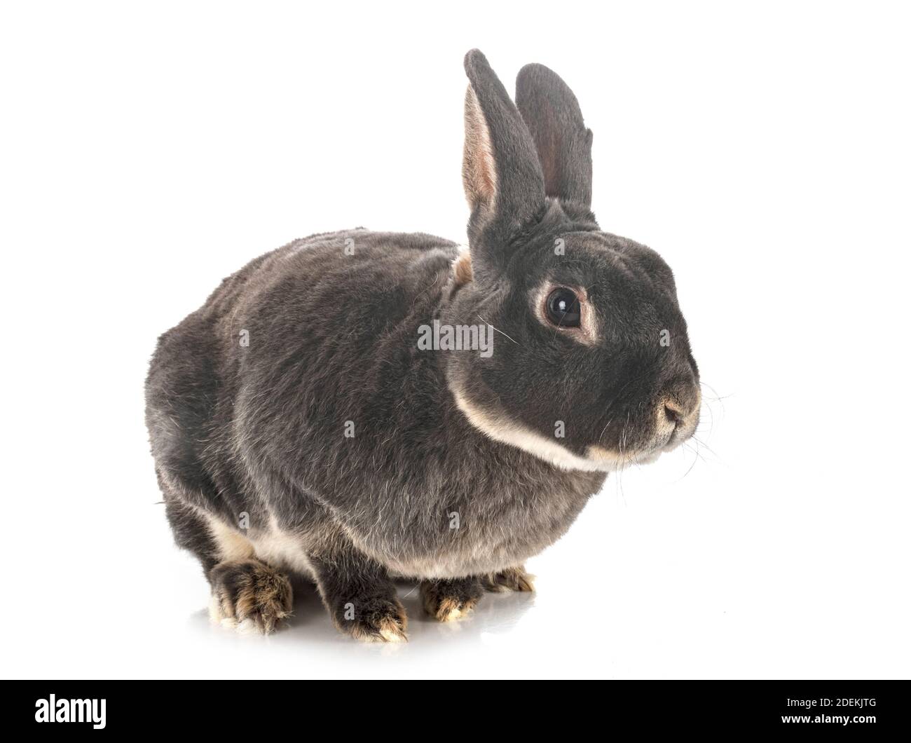 Lapin Rex devant un fond blanc Banque D'Images