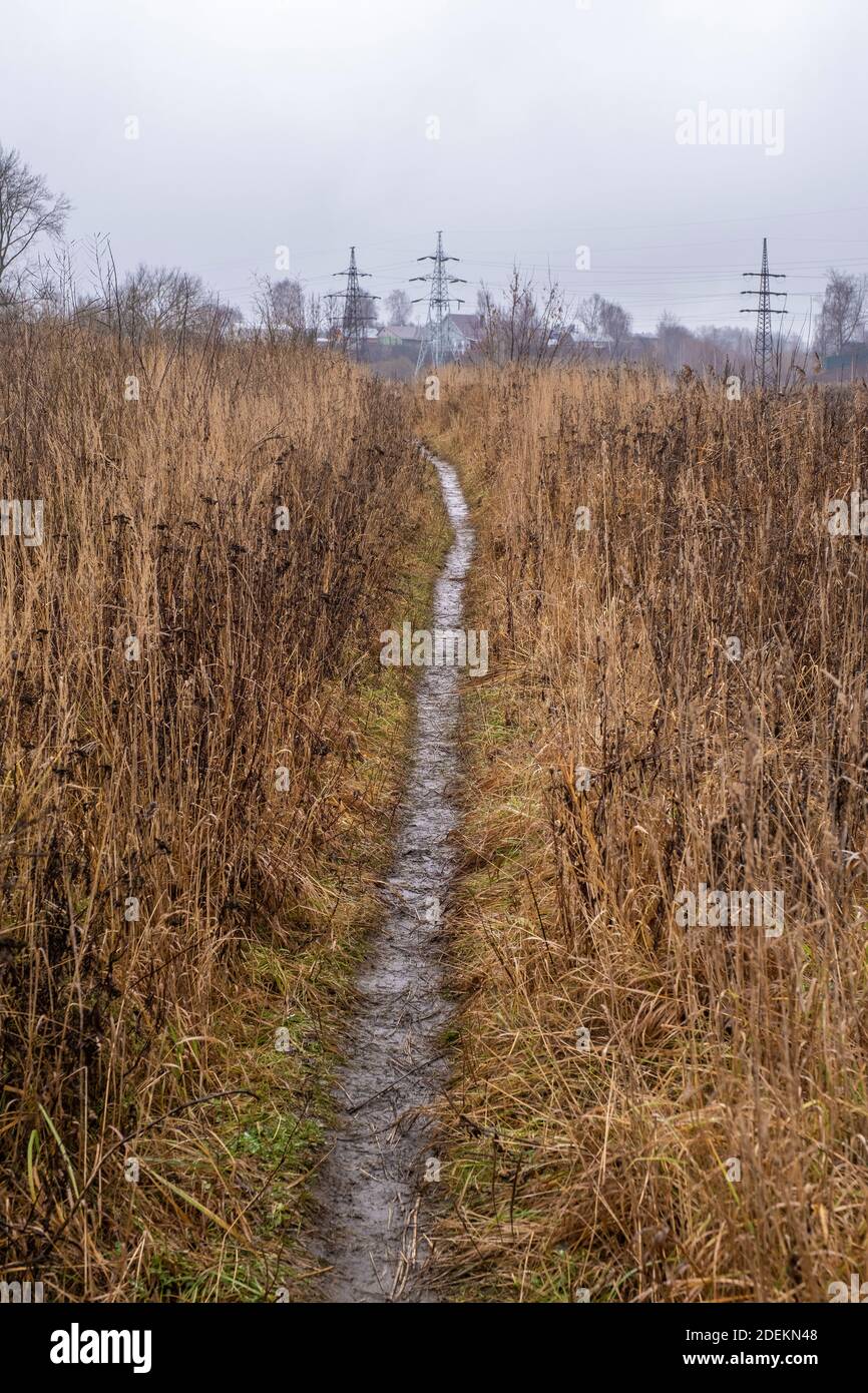 Un chemin étroit et humide parmi une grande herbe jaune sèche lors d'un jour d'automne nuageux. Banque D'Images