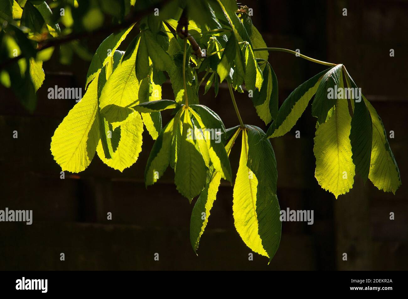 Les feuilles de marronnier Banque D'Images