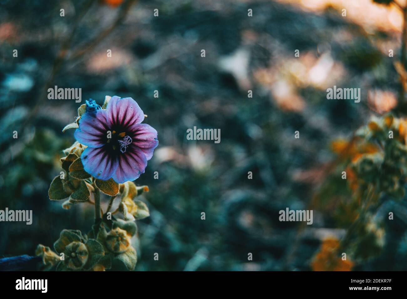 Gros plan d'une fleur pourpre isolée de malva arborea dans la nature Banque D'Images