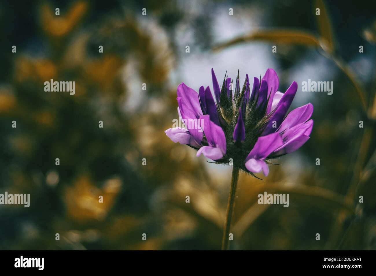 fleur lilas de bituminaria bituminosa au milieu de la nature vu d'un point de vue rapproché avec l'espace de copie sur la gauche Banque D'Images