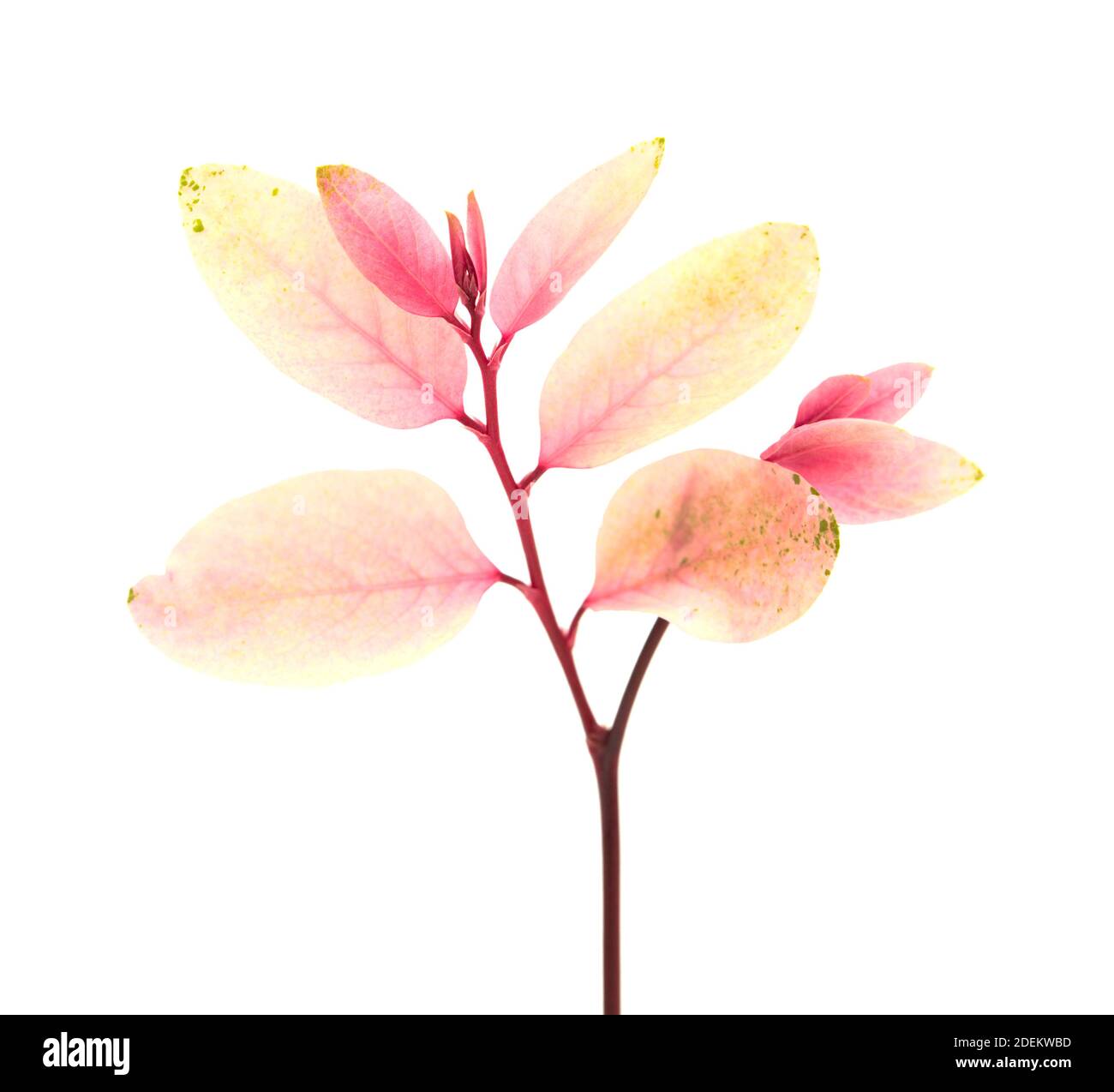 Breynia disticha Twigg avec feuillage rose variegé isolé sur blanc arrière-plan Banque D'Images