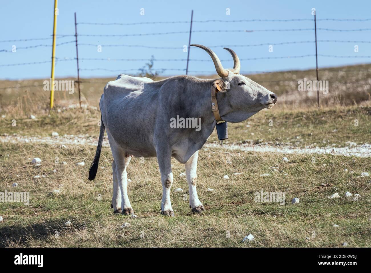 Vache blanche à longues cornes avec cloche de vache debout sur un sol stérile, prise en lumière vive près de Cocullo, l'Aquila, Abruzzes, Italie Banque D'Images