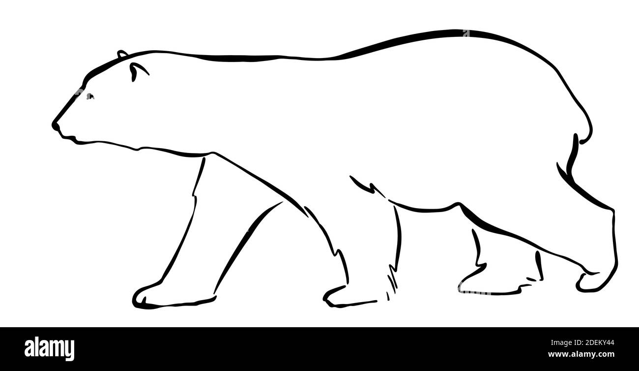 Ours polaire dessin main lignes graphiques style d'esquisse isolé sur fond blanc. Illustration vectorielle Illustration de Vecteur Ours polaire dessin main lignes graphiques style d'esquisse isolé sur fond blanc. Illustration vectorielle Illustration de Vecteur