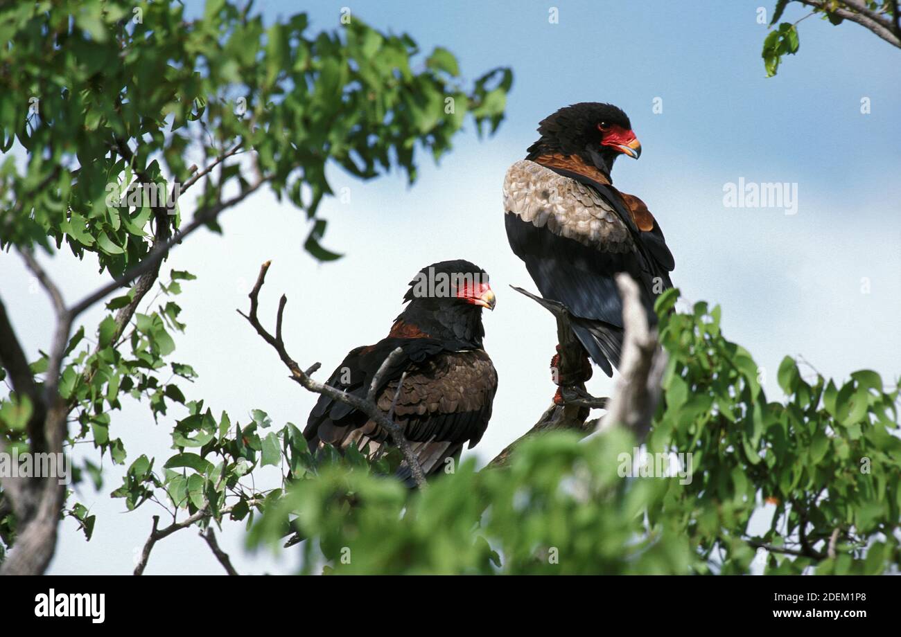 Bateleur Eagle, terathopius ecaudatus, paire debout dans l'arbre, Namibie Banque D'Images