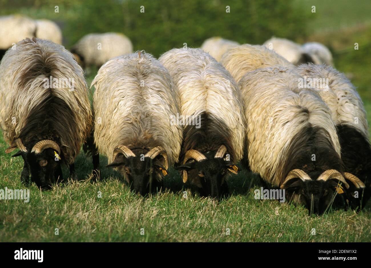 Une brebis appelée Manech tête noire, une race française, troupeau mange de l'herbe Banque D'Images