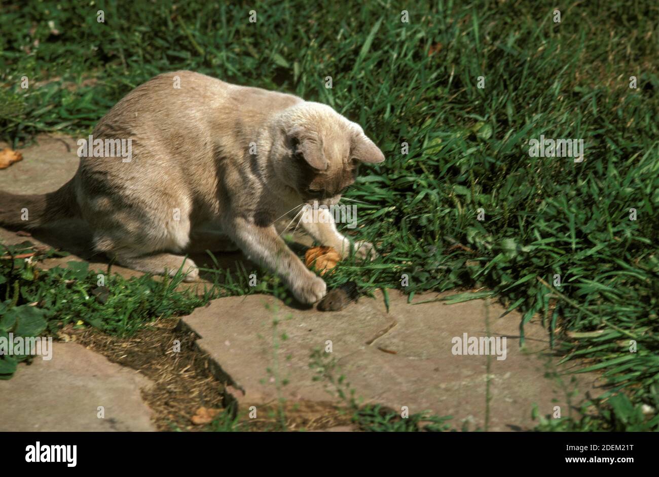 Burmese Lilas chat domestique, campagnol chasse Adultes Banque D'Images