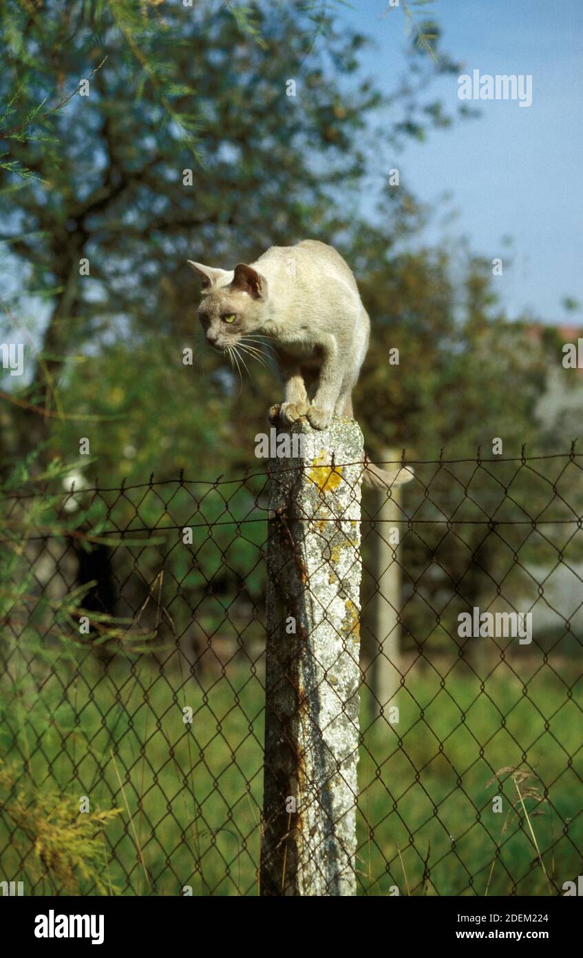 Chat domestique lilas birman, adulte debout sur la poste Banque D'Images