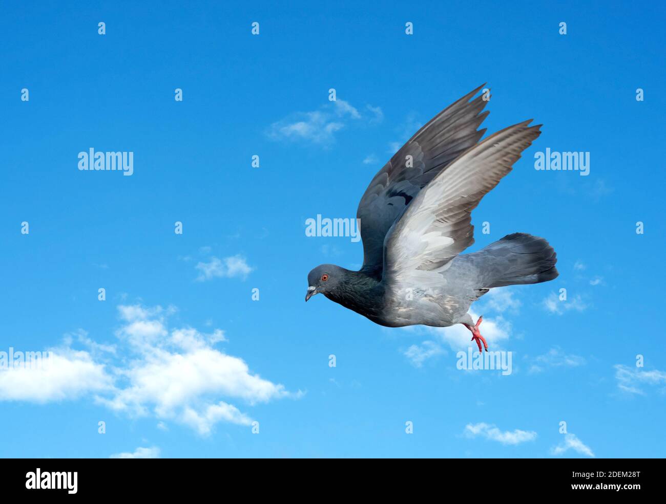 Mouvement scène de pigeon volant dans l'air isolé Sur Blue Sky Banque D'Images