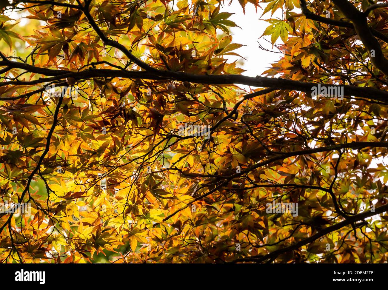 Branches et feuillage d'un érable rouge aux couleurs jaunes de l'automne. . Photo de haute qualité Banque D'Images