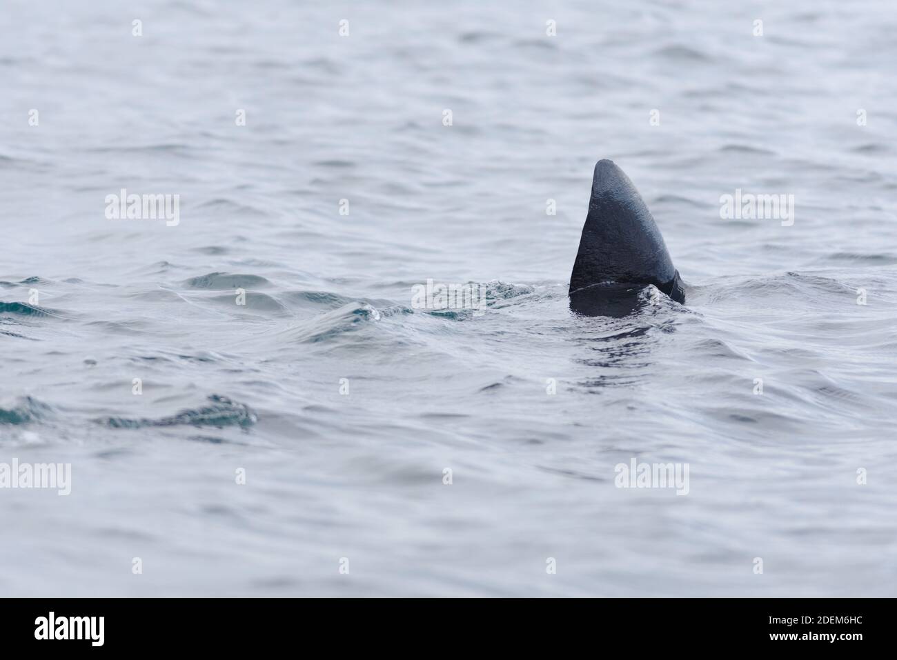 3 - image nette de la nageoire dorsale noire sombre d'un requin pèlerin nageant hors du cadre. Le requin se démarque par son arrière-plan d'eau rippé et Uni. Banque D'Images