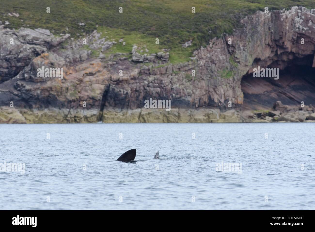 Paysage géologique avec un requin pèlerin nageant au premier plan de la mer. Zone sauvage et naturelle de l'île de raasay en écosse, Royaume-Uni. Biologie marine. Banque D'Images
